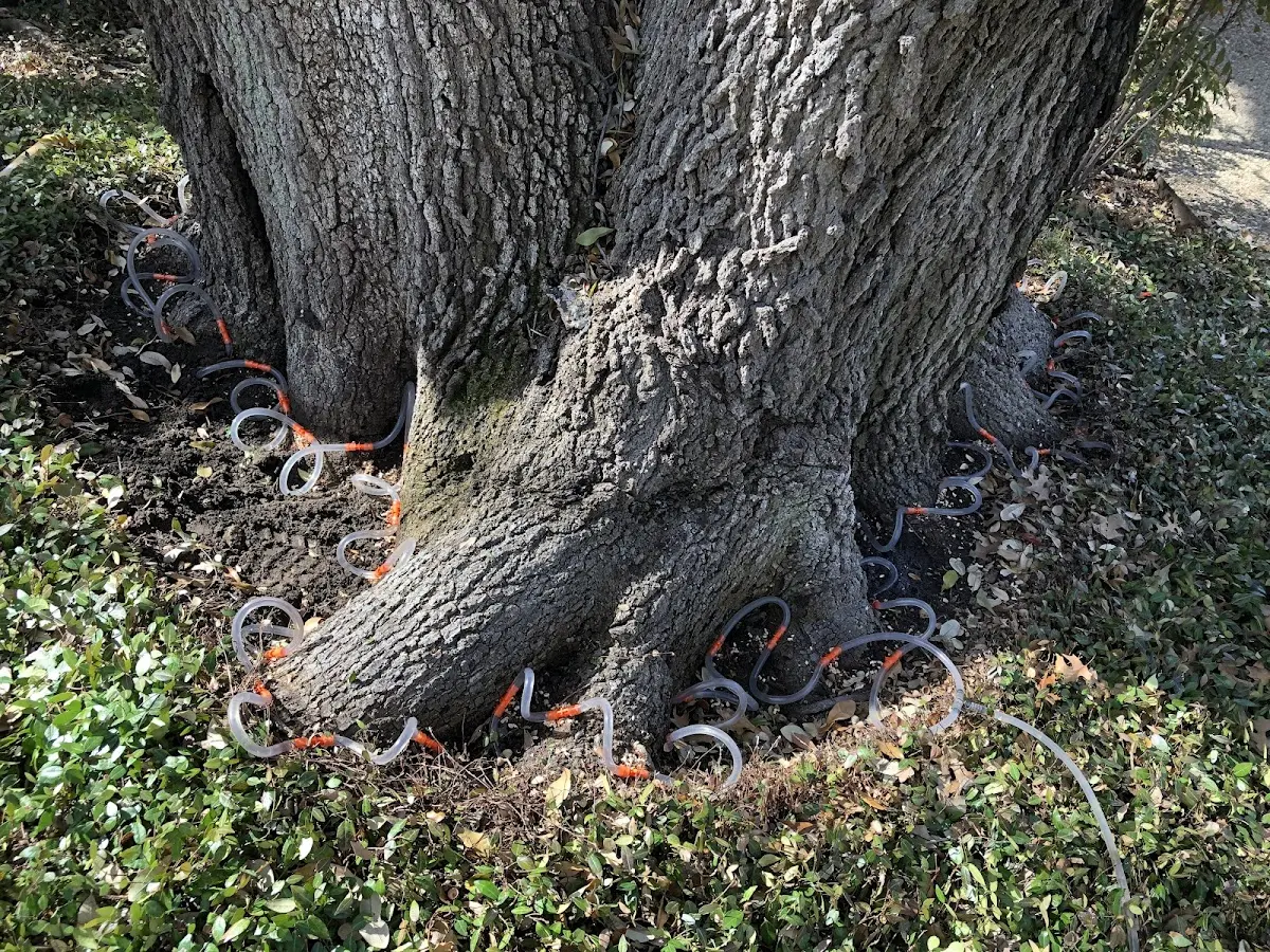 Detailed Tree Cabling and Bracing job site in Oakford